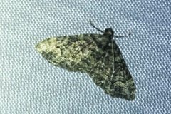 Eucymatoge