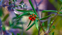 Bouvardia ternifolia