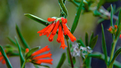Bouvardia ternifolia