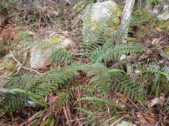 Polystichum proliferum