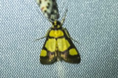 Deuterarcha xanthomela