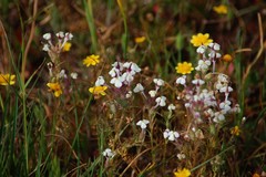 Triphysaria versicolor