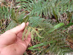 Polystichum proliferum