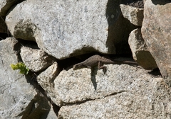 Stenocercus crassicaudatus