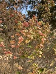 Toxicodendron diversilobum