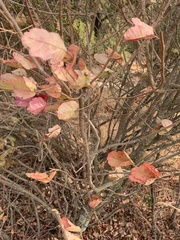 Toxicodendron diversilobum