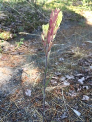 Castilleja pallida yukonis