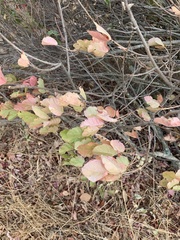 Toxicodendron diversilobum