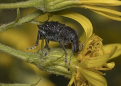 Megalometis spinifer