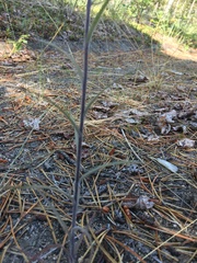Castilleja pallida yukonis