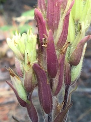 Castilleja pallida yukonis