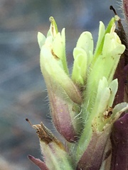 Castilleja pallida yukonis