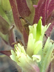 Castilleja pallida yukonis