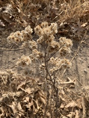 Pseudognaphalium californicum