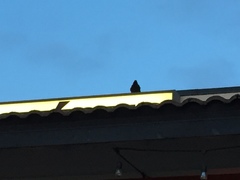 Corvus brachyrhynchos