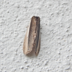 Truncaptera truncata