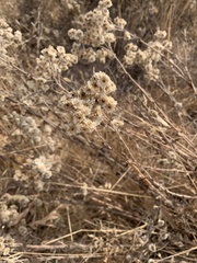 Pseudognaphalium californicum