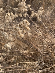 Pseudognaphalium californicum