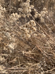 Pseudognaphalium californicum