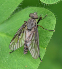 Rhagio