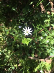 Stellaria flaccida