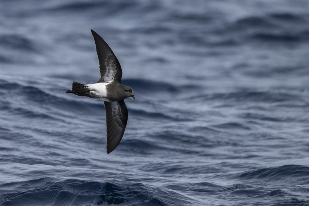 Black-Bellied Storm-Petrel