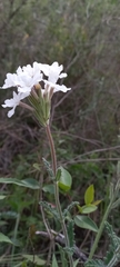 Glandularia platensis