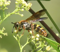 Xanthocampsomeris fulvohirta