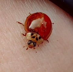 Harmonia axyridis