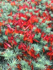 Lotus berthelotii