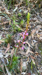 Stylidium productum