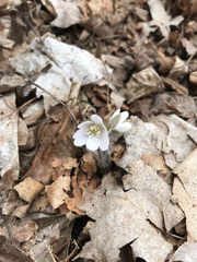 Hepatica