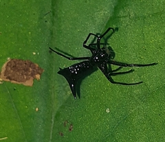 Micrathena pilaton