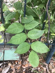 Wisteria frutescens