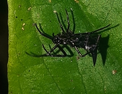 Micrathena pilaton