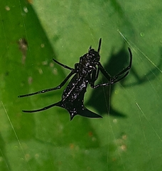 Micrathena pilaton