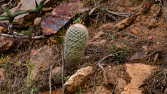 Escobaria tuberculosa varicolor