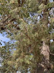 Pinus