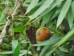 Passiflora ligularis