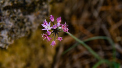 Allium kunthii