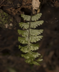 Hymenophyllum pectinatum