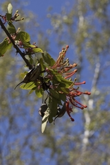 Embothrium coccineum