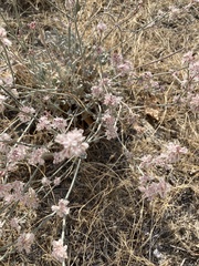 Eriogonum niveum