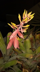 Aechmea chantinii