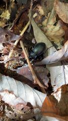 Carabus sylvosus