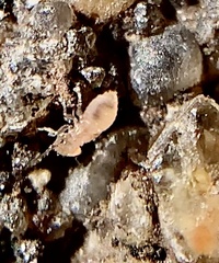 Liposcelididae