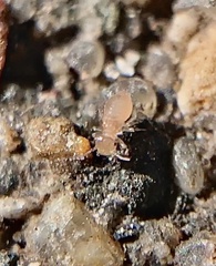 Liposcelididae