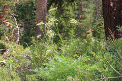 Ligusticum filicinum