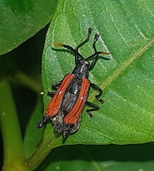 Sceloenopla
