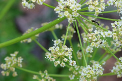 Ligusticum filicinum